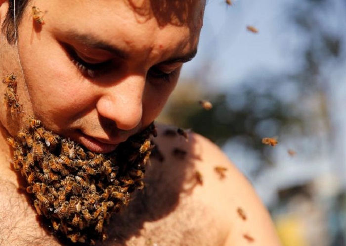 Egyptian man grows `Beard of Bees`, hopes to promote apian benefits